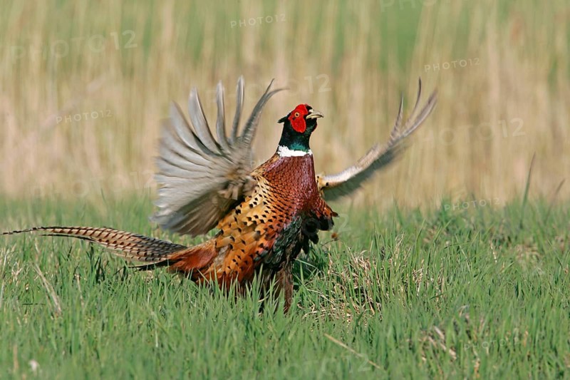 Common pheasant