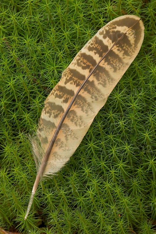 Common Pheasant