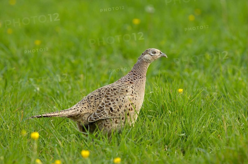 Common pheasant