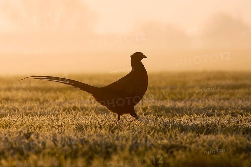 Common pheasant