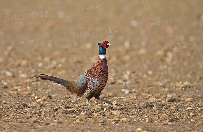 Common pheasant