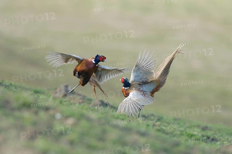 Common Pheasant