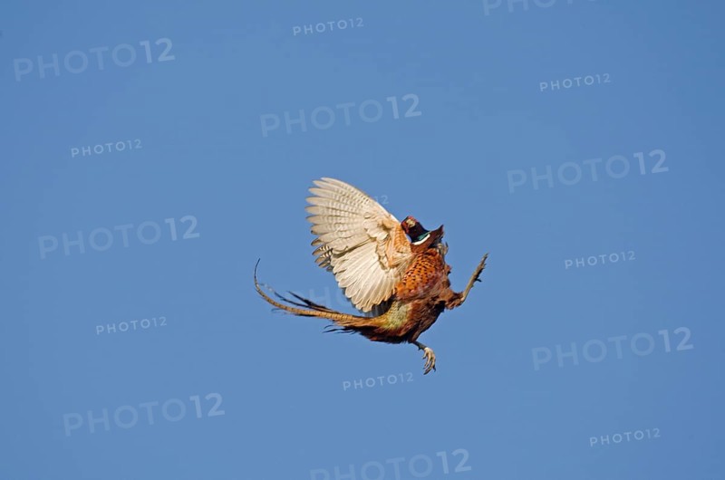 Common pheasant