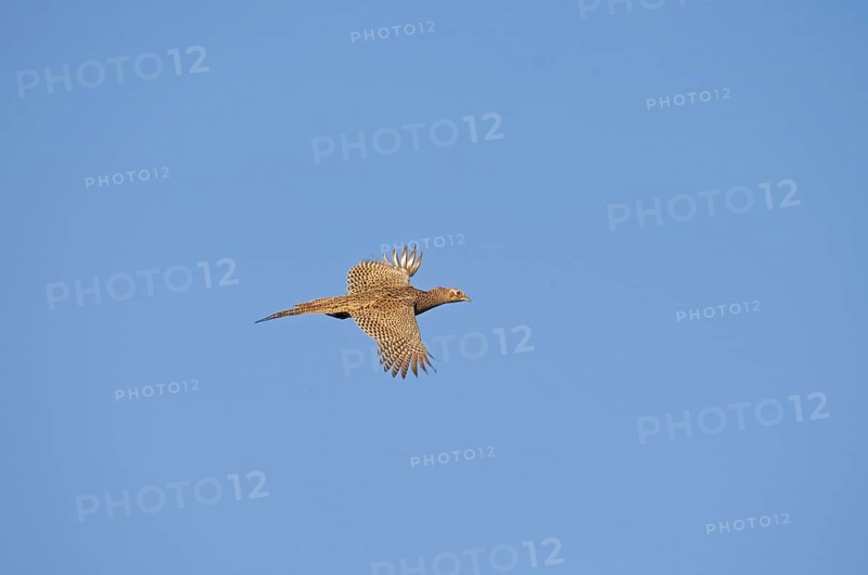 Common pheasant