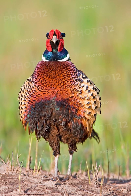 Common pheasant