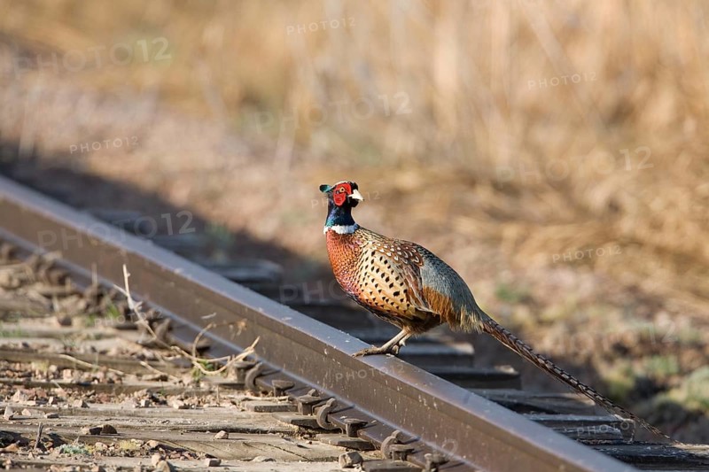 Common Pheasant