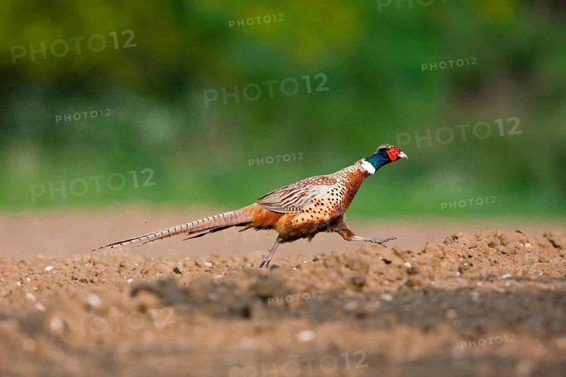 Common pheasant