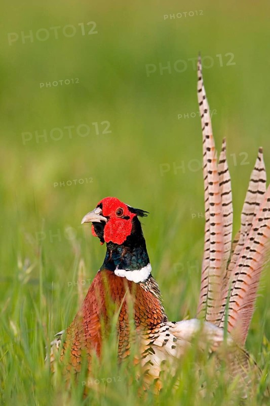 Common pheasant
