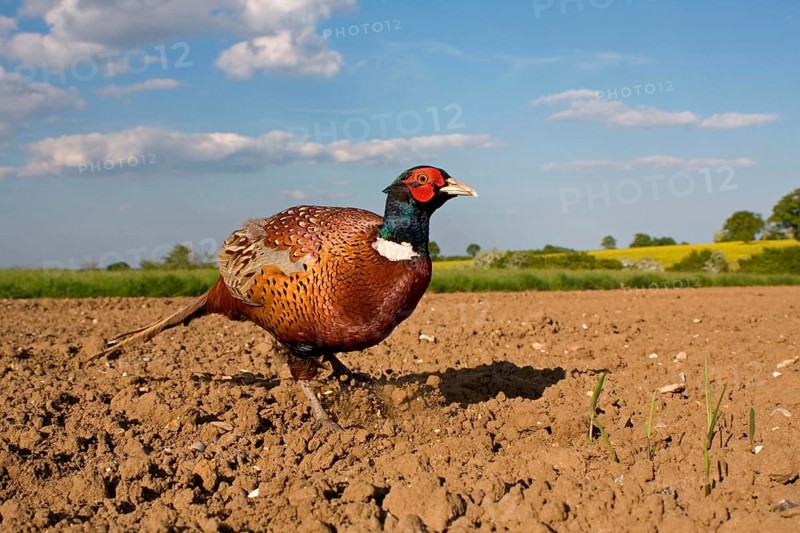 Common pheasant