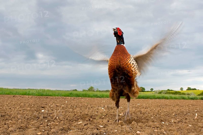 Common pheasant