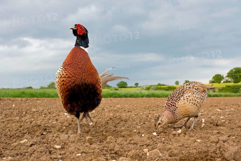 Common pheasant