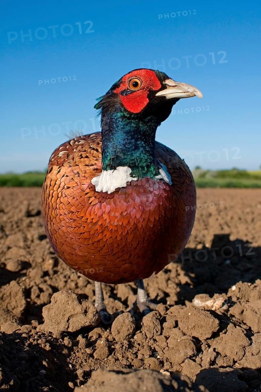 Common pheasant