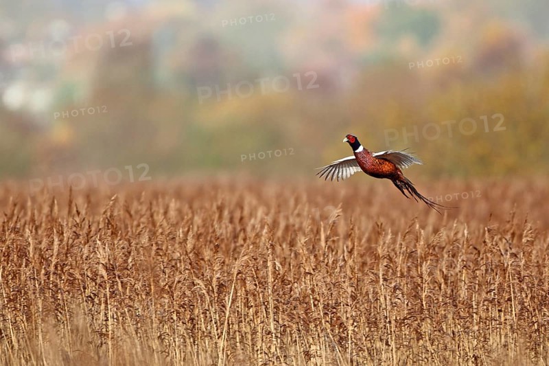 Common pheasant
