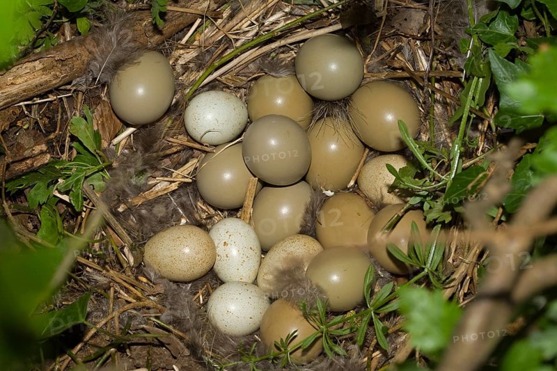 Common pheasant