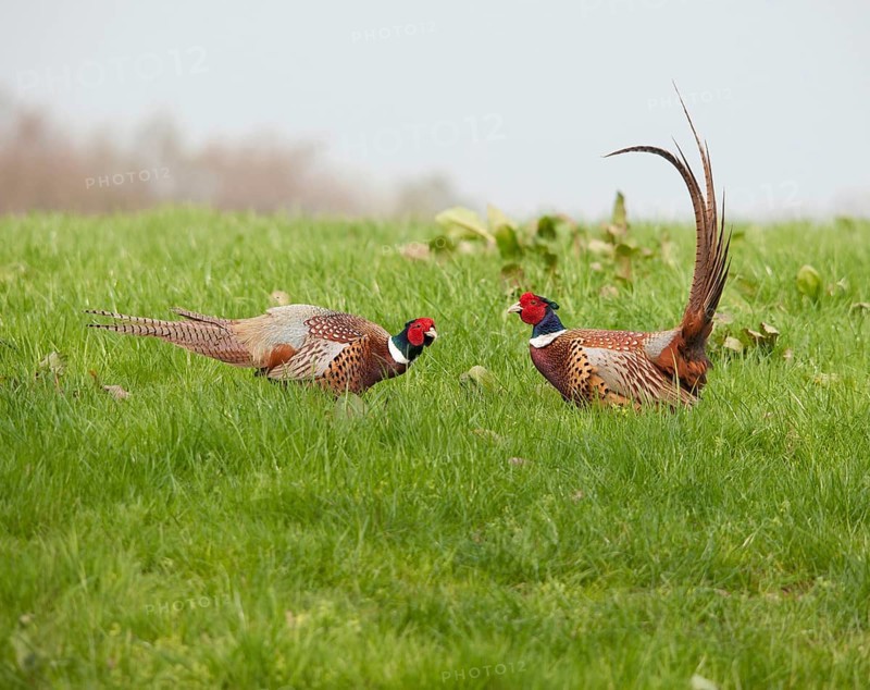Common pheasant