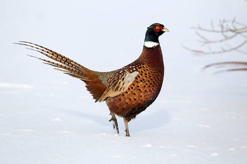Common pheasant