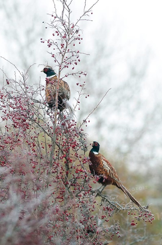 Common Pheasant