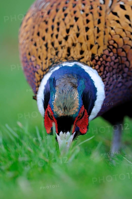 Common pheasant