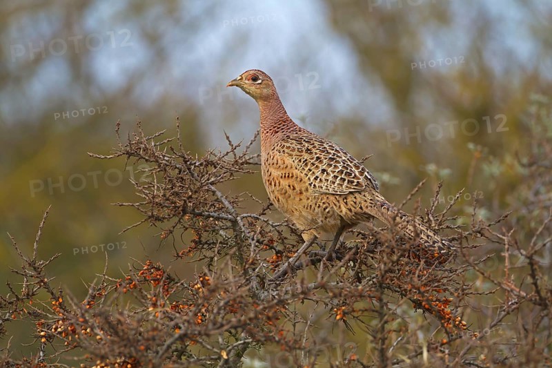 Common pheasant