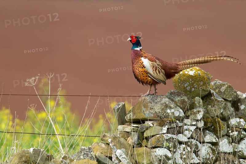 Common Pheasant