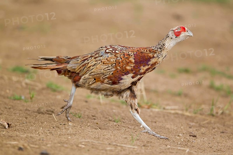Common pheasant