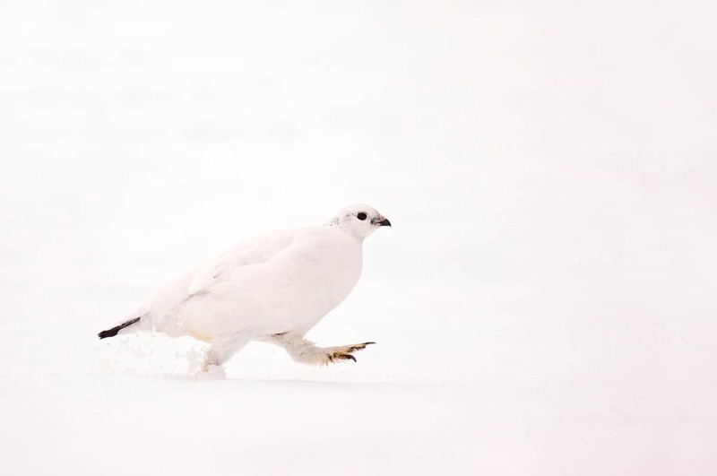 Rock Ptarmigan