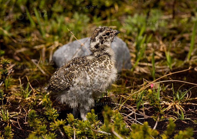 White-tailed Ptarmigan