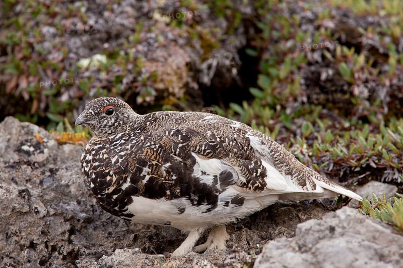 White-tailed Ptarmigan