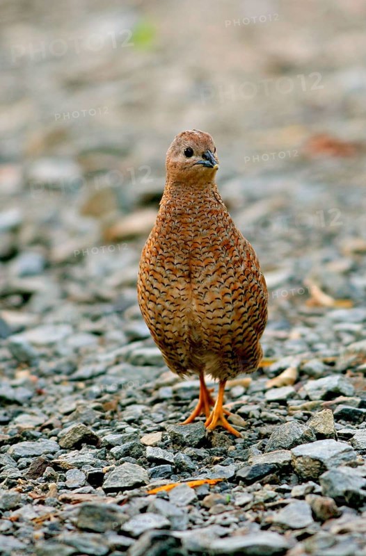 Brown quail