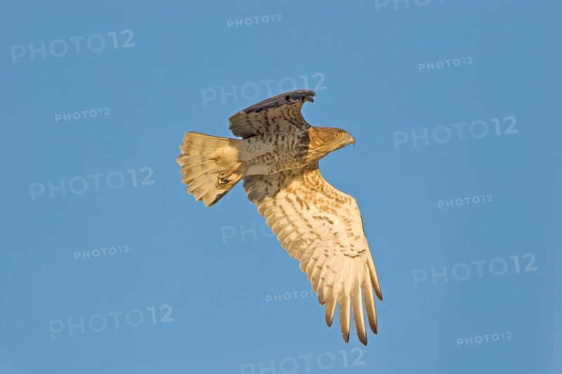 Short-toed Eagle