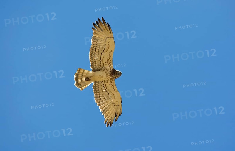 Short-toed snake eagle