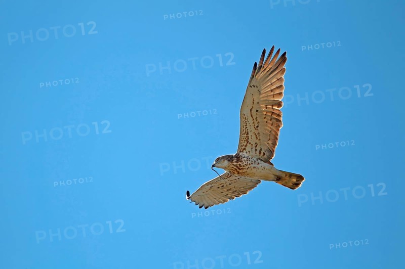 Short-toed Eagle