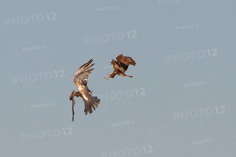 Short-toed snake eagle