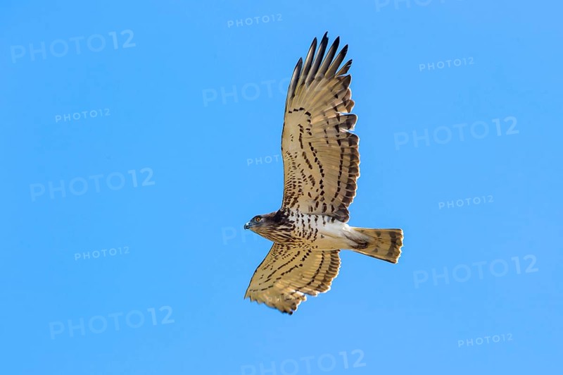 Short-toed snake eagle