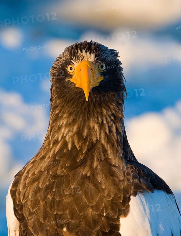 Adult steller's sea eagle