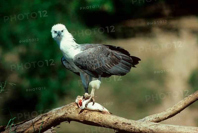 White-bellied sea eagle