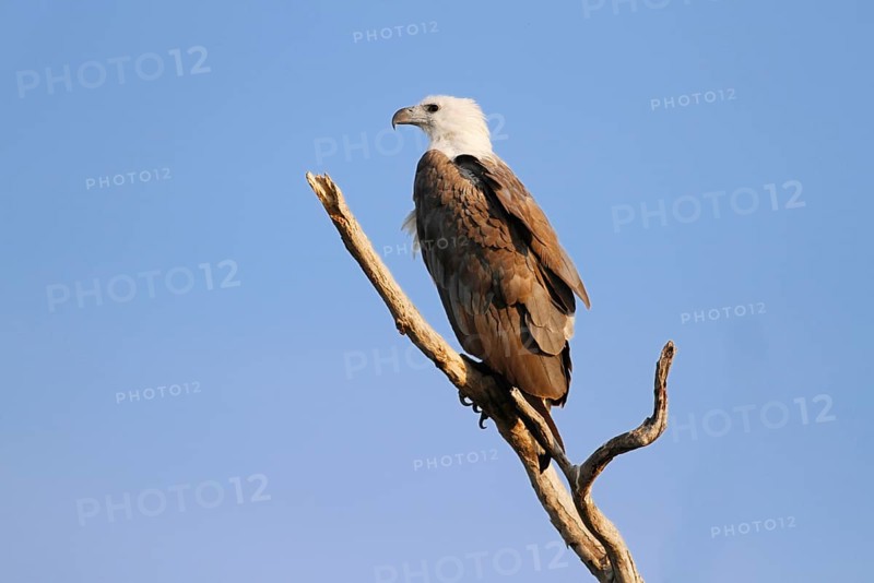 White-bellied sea eagle