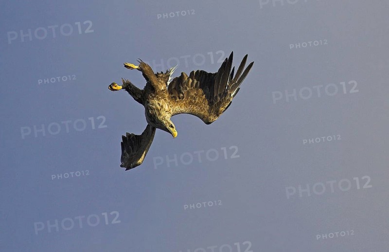 White-tailed eagle