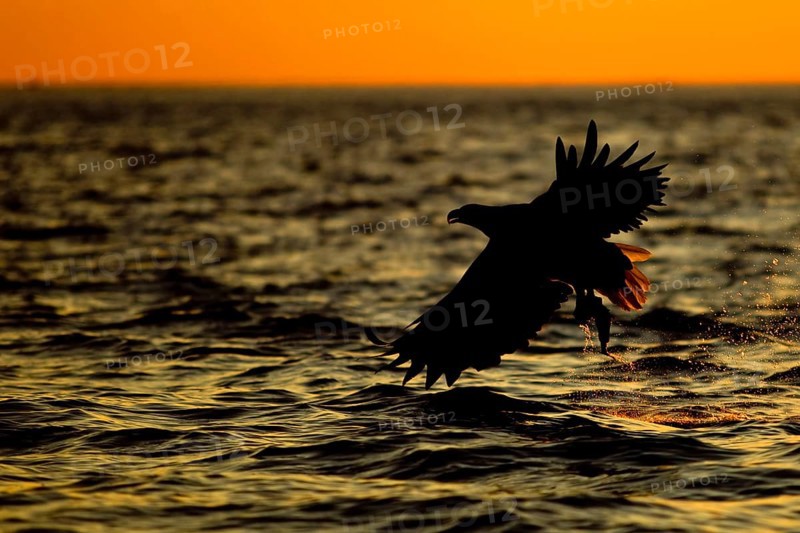 White-tailed Eagle