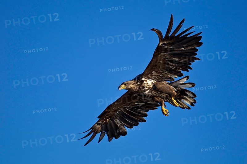 White-tailed Eagle