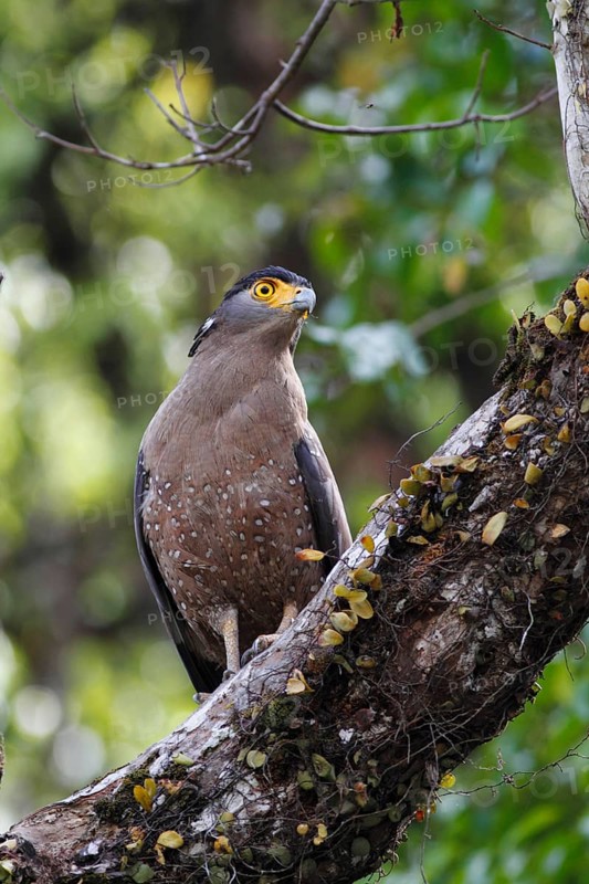 Crested Serpent-eagle