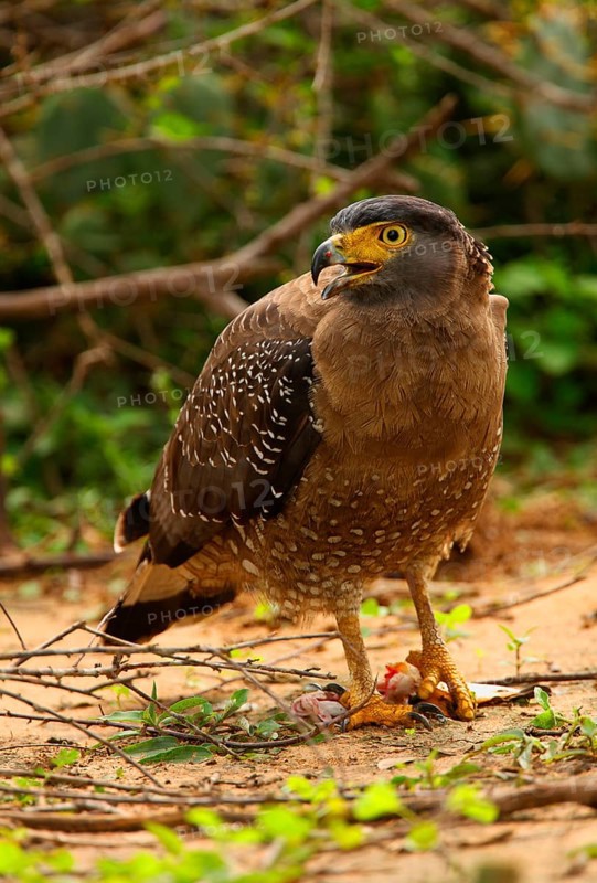 Crested serpent eagle