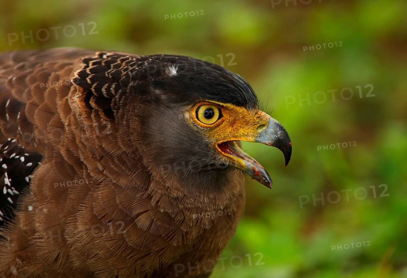 Crested serpent eagle
