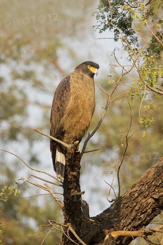 Crested serpent eagle