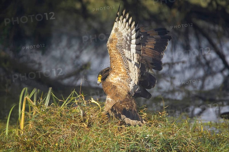 Crested serpent eagle
