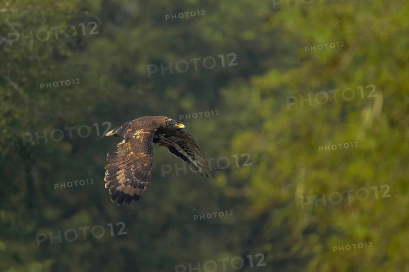 Crested serpent eagle