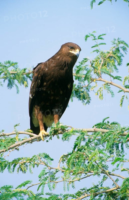 Great spotted greater spotted eagle