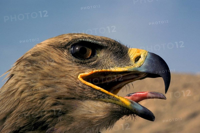 Steppe Eagle