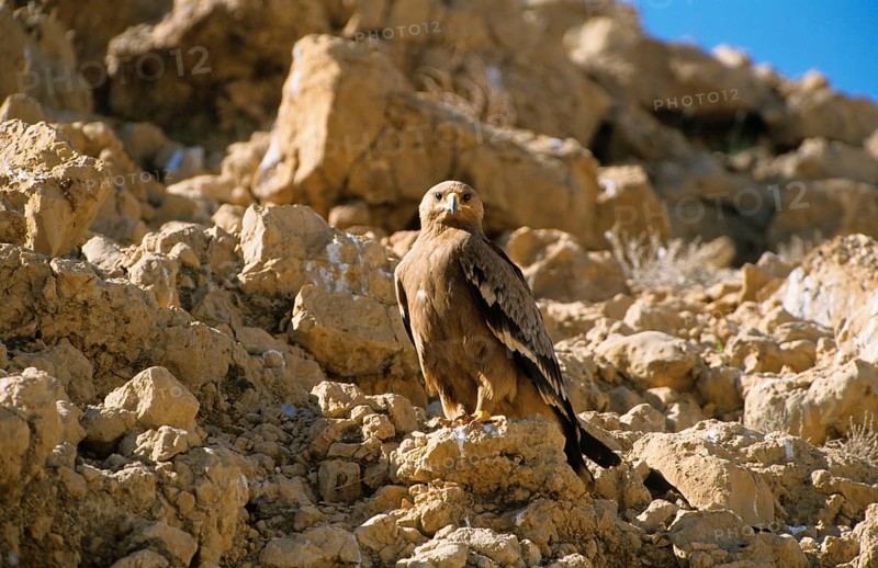 Nipalensis