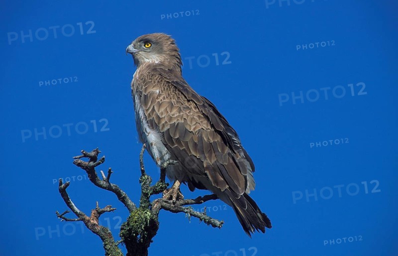 Short-toed snake eagle